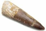 Fossil Spinosaurus Tooth - Real Dinosaur Tooth #381081-1